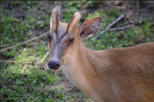 Đặt camera giữa rừng sâu, các nhà khoa học tình cờ phát hiện loài vật đã công bố tuyệt chủng gần 100 năm- Ảnh 2.