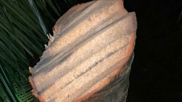 Vụ xôn xao clip "tôn bay chém đứt cây dừa" vì bão số 13: Người đăng lên tiếng- Ảnh 1. Vụ xôn xao clip "tôn bay chém đứt cây dừa" vì bão số 13: Người đăng lên tiếng- Ảnh 1.