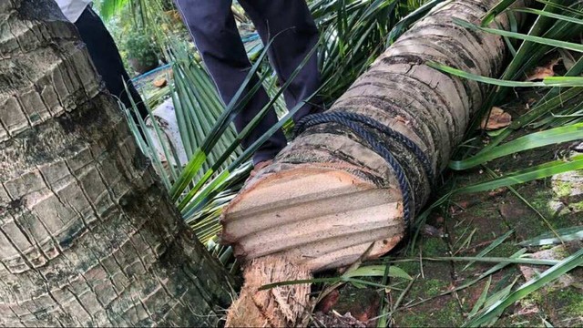 Vụ xôn xao clip "tôn bay chém đứt cây dừa" vì bão số 13: Người đăng lên tiếng- Ảnh 2. Vụ xôn xao clip "tôn bay chém đứt cây dừa" vì bão số 13: Người đăng lên tiếng- Ảnh 2.