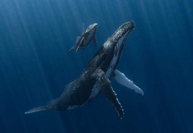 "Thủy quái" khổng lồ bất ngờ lao đến dưới biển sâu: Thợ lặn suýt bị nuốt chửng trong tích tắc- Ảnh 1.