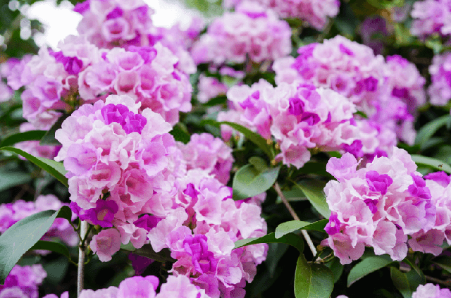 5 loại cây khiến rắn cực kỳ khó chịu- Ảnh 4. 5 loại cây khiến rắn cực kỳ khó chịu- Ảnh 4.