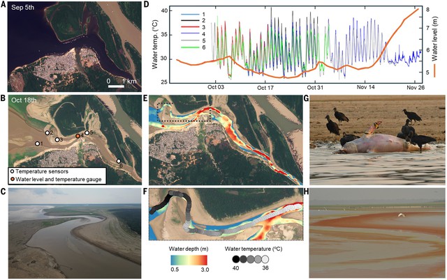 Hàng trăm cá heo chết dồn dập suốt 2 tháng ở Amazon, nước hồ chuyển đỏ: Giới khoa học đứng ngồi không yên- Ảnh 2.