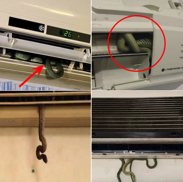 Nhà ở thành phố rắn vào bằng cách nào? Cách xử lý ngay nhiều người vẫn chưa biết- Ảnh 2.