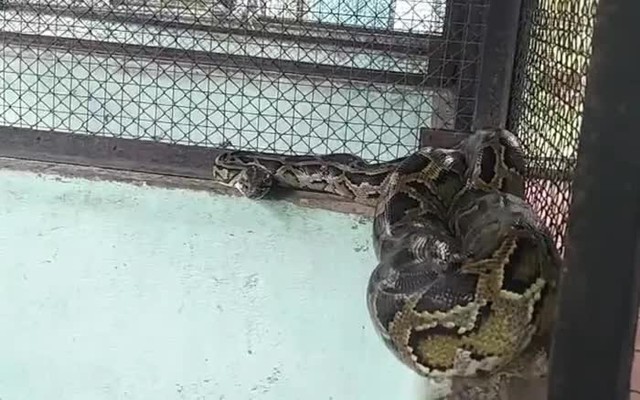 Nhà ở thành phố rắn vào bằng cách nào? Cách xử lý ngay nhiều người vẫn chưa biết- Ảnh 1.