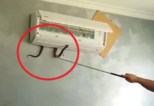 Nhà ở thành phố rắn vào bằng cách nào? Cách xử lý ngay nhiều người vẫn chưa biết- Ảnh 3.