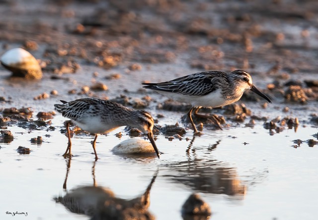 VQG Bái Tử Long lần đầu tiên ghi nhận "kho báu sống", cần được bảo vệ nghiêm ngặt- Ảnh 1.