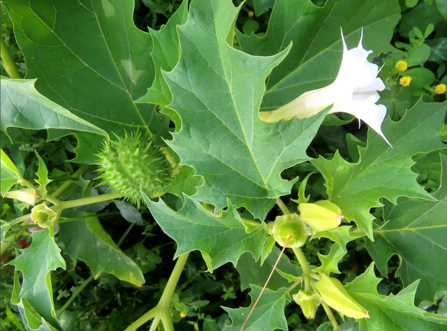 Người đàn ông cấp cứu giữa đêm vì uống thứ này trước khi ngủ: Bác sĩ cảnh báo “chứa chất độc mạnh”- Ảnh 2.