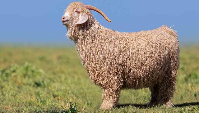 Nghề "hái ra tiền" không cần bằng cấp, làm một tháng đủ tiêu cả năm- Ảnh 3.