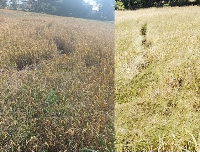 C&aacute;nh đồng gần ch&ugrave;a bỗng đổi dạng trong một đ&ecirc;m, d&acirc;n l&agrave;ng x&ocirc;n xao 