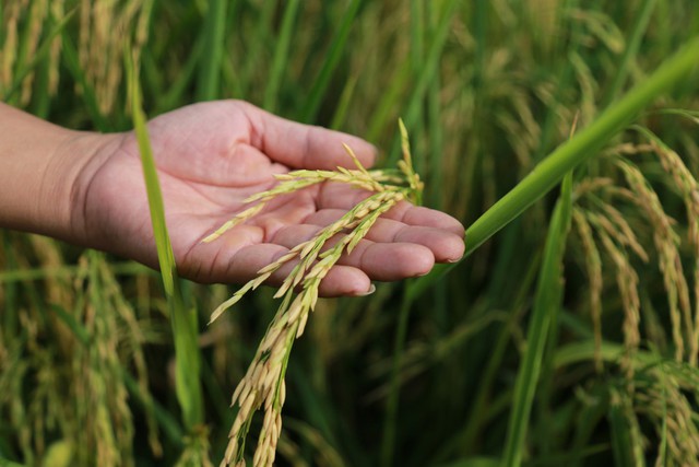 Việt Nam sở hữu sản vật ngon Top 1 thế giới, 3 lần làm nên kỳ tích- Ảnh 2.