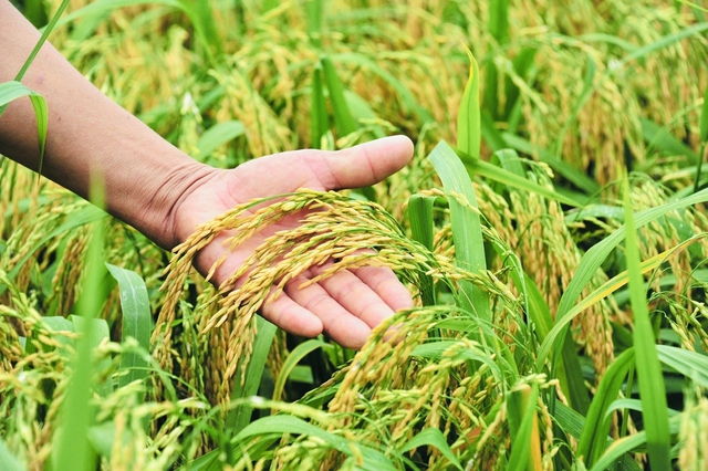 Philippines ra sắc lệnh lúa gạo, hé lộ thách thức mới: Việt Nam có lợi thế vượt qua Thái Lan nhờ điều này- Ảnh 1.