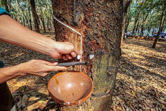 Việt Nam sở hữu loại cây chảy ra "vàng trắng": Trung Quốc chi tỷ USD để nhập về 1,1 triệu tấn- Ảnh 1. Việt Nam sở hữu loại cây chảy ra "vàng trắng": Trung Quốc chi tỷ USD để nhập về 1,1 triệu tấn- Ảnh 1.