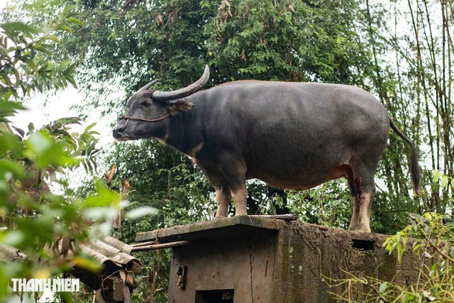 Con trâu lạc lên mái nhà sau mưa lũ, mắc kẹt gần một tuần: Bất ngờ cách đưa xuống- Ảnh 3.