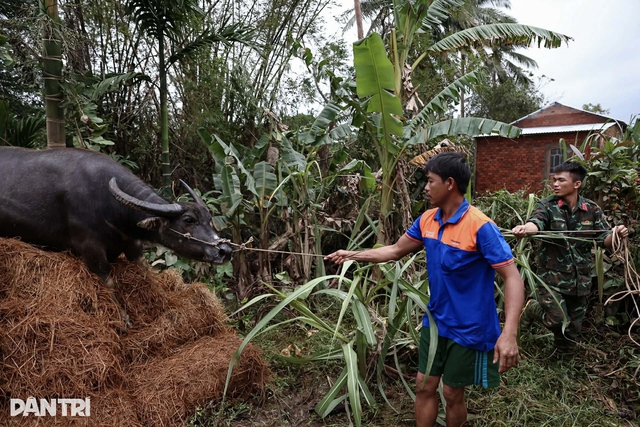 Con trâu lạc lên mái nhà sau mưa lũ, mắc kẹt gần một tuần: Bất ngờ cách đưa xuống- Ảnh 1.