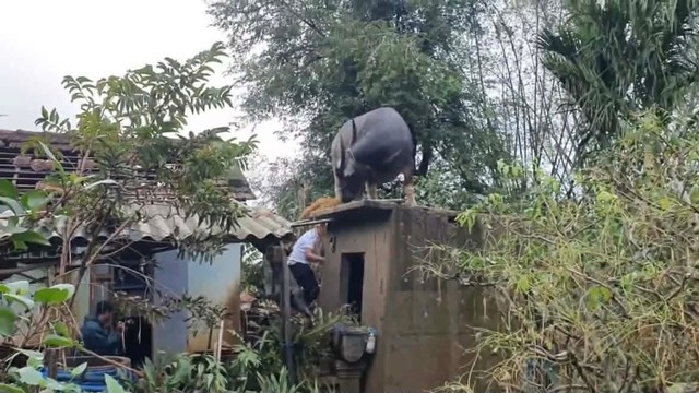 Con trâu lạc lên mái nhà sau mưa lũ, mắc kẹt gần một tuần: Bất ngờ cách đưa xuống- Ảnh 2.
