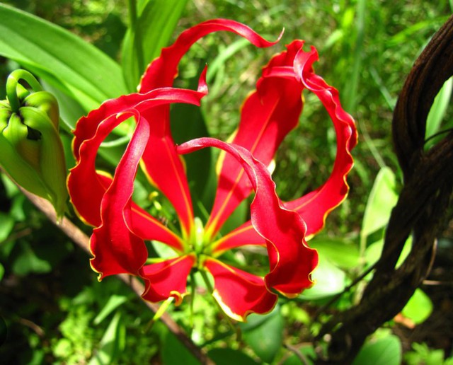 Lo&agrave;i hoa đẹp kỳ lạ mọc đầy ở Việt Nam: Vườn Quốc gia đưa cảnh b&aacute;o tuyệt đối kh&ocirc;ng được sờ hay h&aacute;i- Ảnh 4.