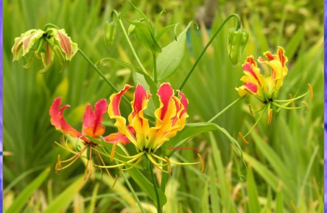 Lo&agrave;i hoa đẹp kỳ lạ mọc đầy ở Việt Nam: Vườn Quốc gia đưa cảnh b&aacute;o tuyệt đối kh&ocirc;ng được sờ hay h&aacute;i- Ảnh 6.