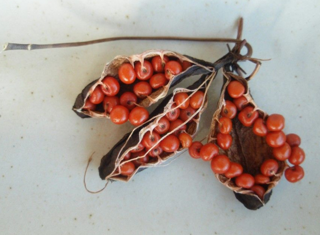 Lo&agrave;i hoa đẹp kỳ lạ mọc đầy ở Việt Nam: Vườn Quốc gia đưa cảnh b&aacute;o tuyệt đối kh&ocirc;ng được sờ hay h&aacute;i- Ảnh 3.