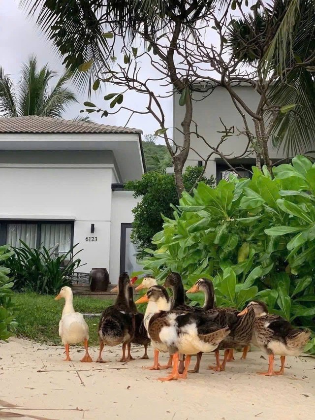 Đàn vịt "lạc trôi" vào resort 5 sao ở Nha Trang sau lũ: Diễn biến sau đó- Ảnh 2. Đàn vịt "lạc trôi" vào resort 5 sao ở Nha Trang sau lũ: Diễn biến sau đó- Ảnh 2.