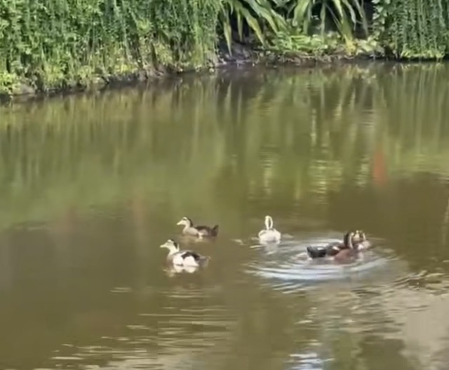 Đàn vịt "lạc trôi" vào resort 5 sao ở Nha Trang sau lũ: Diễn biến sau đó- Ảnh 5. Đàn vịt "lạc trôi" vào resort 5 sao ở Nha Trang sau lũ: Diễn biến sau đó- Ảnh 5.