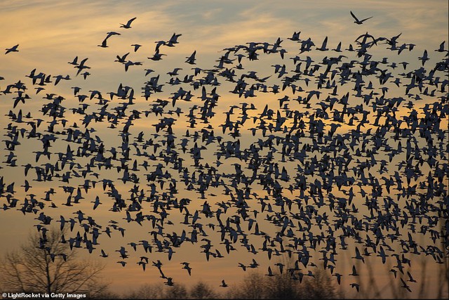 Hàng triệu con chim có hành vi lạ trên bầu trời, nhà khoa học cảnh báo: Dấu hiệu chẳng lành cho nhân loại- Ảnh 1.