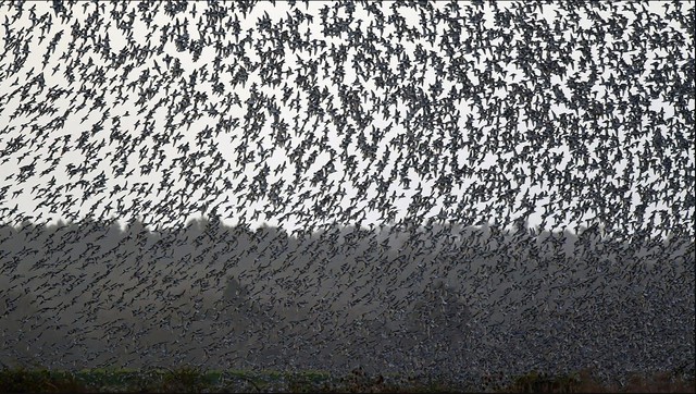 Hàng triệu con chim có hành vi lạ trên bầu trời, nhà khoa học cảnh báo: Dấu hiệu chẳng lành cho nhân loại- Ảnh 3.