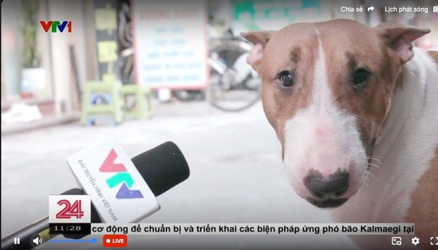 Cam thường bắt cận "thần thái" chú chó giống hệt Cậu Vàng (Mr. Gold) ngoài đời- Ảnh 11. Cam thường bắt cận "thần thái" chú chó giống hệt Cậu Vàng (Mr. Gold) ngoài đời- Ảnh 11.