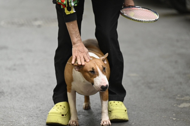 Cam thường bắt cận "thần thái" chú chó giống hệt Cậu Vàng (Mr. Gold) ngoài đời- Ảnh 10. Cam thường bắt cận "thần thái" chú chó giống hệt Cậu Vàng (Mr. Gold) ngoài đời- Ảnh 10.