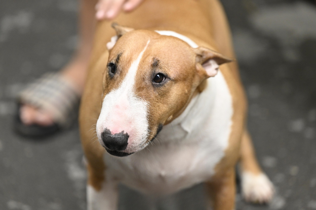 Cam thường bắt cận "thần thái" chú chó giống hệt Cậu Vàng (Mr. Gold) ngoài đời- Ảnh 6. Cam thường bắt cận "thần thái" chú chó giống hệt Cậu Vàng (Mr. Gold) ngoài đời- Ảnh 6.