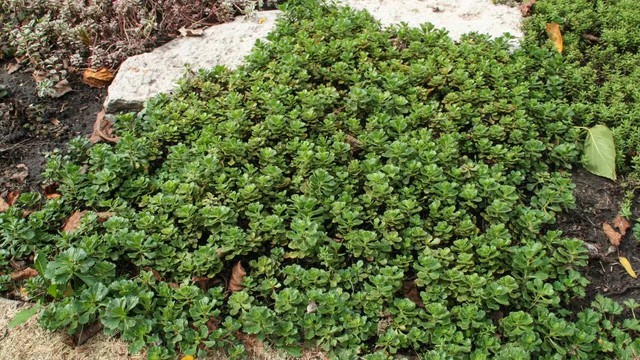 5 thứ quanh nhà dễ dụ rắn đến và cách khắc phục hiệu quả- Ảnh 2.