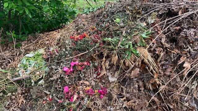 5 thứ quanh nhà dễ dụ rắn đến và cách khắc phục hiệu quả- Ảnh 4.