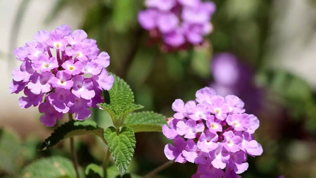 5 thứ quanh nhà dễ dụ rắn đến và cách khắc phục hiệu quả- Ảnh 5.