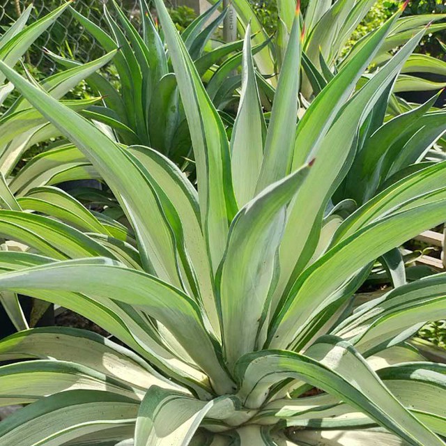 7 cây cảnh đẹp nhưng dễ dụ rắn đến nhà, nếu trồng phải đặc biệt lưu ý- Ảnh 3. 7 cây cảnh đẹp nhưng dễ dụ rắn đến nhà, nếu trồng phải đặc biệt lưu ý- Ảnh 3.