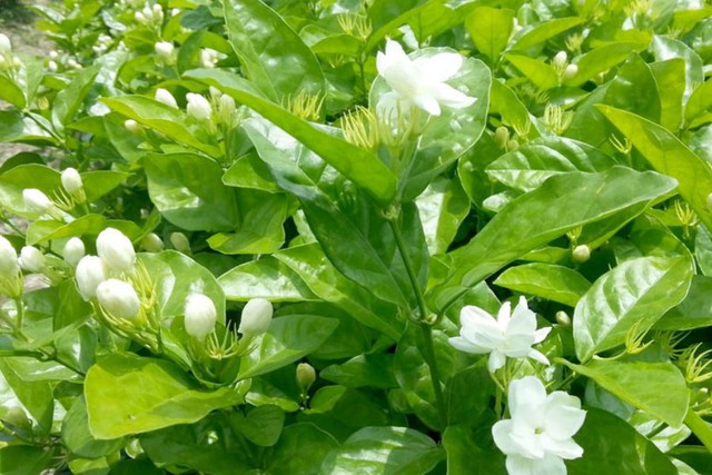 7 cây cảnh đẹp nhưng dễ dụ rắn đến nhà, nếu trồng phải đặc biệt lưu ý- Ảnh 2. 7 cây cảnh đẹp nhưng dễ dụ rắn đến nhà, nếu trồng phải đặc biệt lưu ý- Ảnh 2.