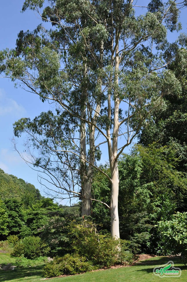 3 loại cây không nên trồng sát nhà vì mục đích an toàn - Ảnh 3.