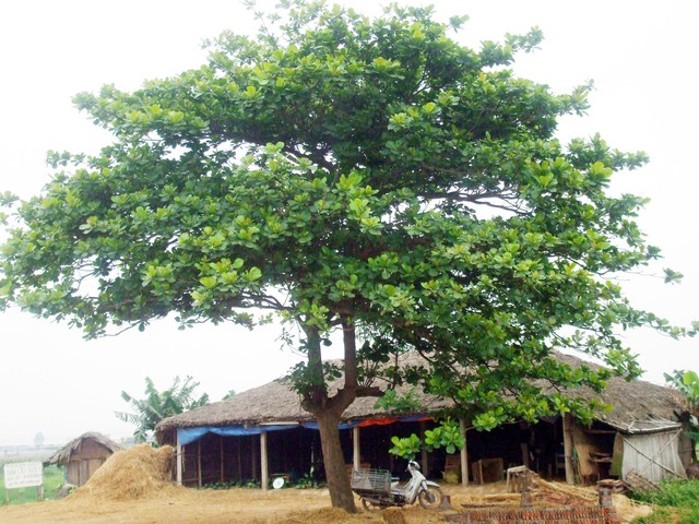 3 loại cây không nên trồng sát nhà vì mục đích an toàn - Ảnh 1.