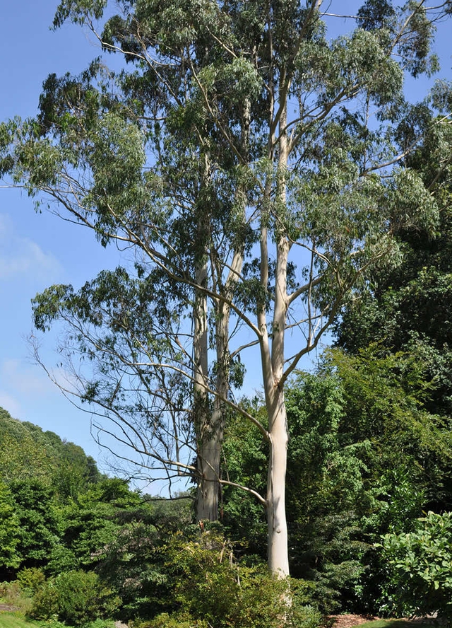 3 loại cây không nên trồng sát nhà vì mục đích an toàn - Ảnh 3. 3 loại cây không nên trồng sát nhà vì mục đích an toàn - Ảnh 3.