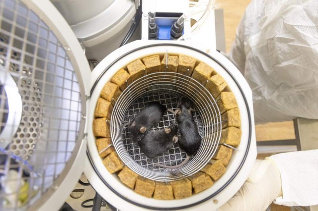 Tầm ảnh hưởng của Bion - M đối với khoa học toàn cầu và Nghiên cứu vũ trụ - Ảnh 5. Tầm ảnh hưởng của Bion - M đối với khoa học toàn cầu và Nghiên cứu vũ trụ - Ảnh 5.