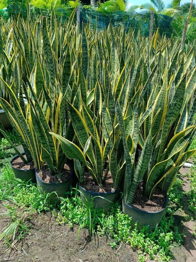 3 loại cây đuổi rắn và mang lại phong thủy tốt cho gia chủ - Ảnh 1. 3 loại cây đuổi rắn và mang lại phong thủy tốt cho gia chủ - Ảnh 1.