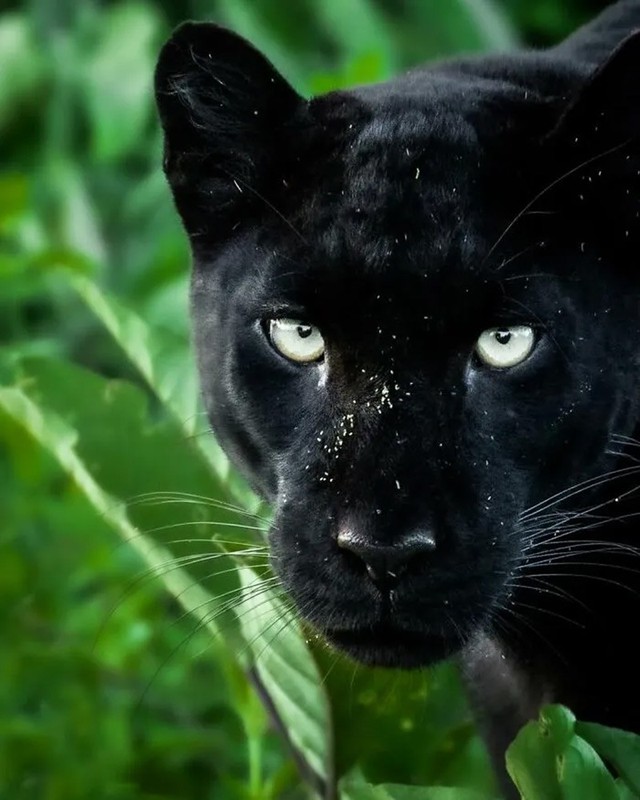 Khoảnh khắc kỳ diệu nhiếp ảnh gia bắt trọn vẻ đẹp hoang d&atilde; - Ảnh 8.