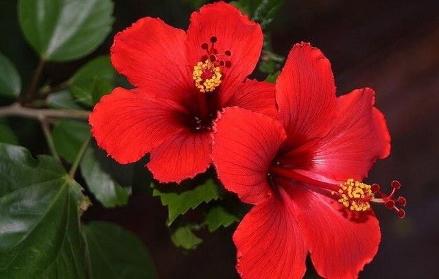 Người xưa dặn: Mồng 1 không thắp hương hoa màu đỏ này, đẹp nhưng "sớm nở chóng tàn", ảnh hưởng sinh khí - Ảnh 1.