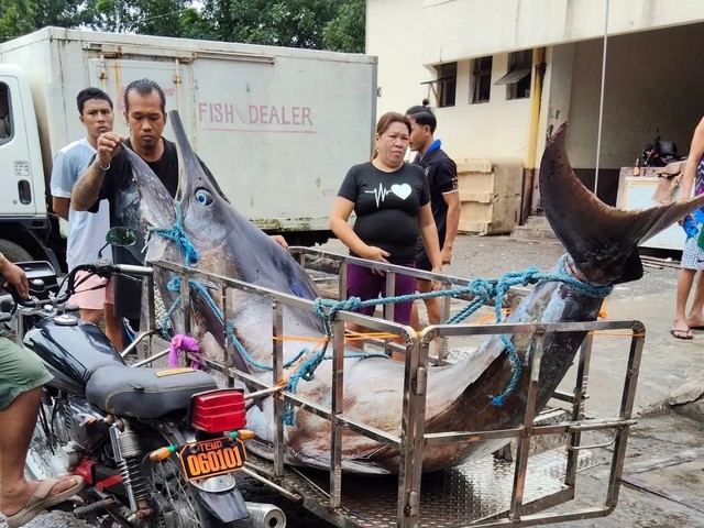 Ngư dân vật lộn nghẹt thở với "thủy quái" nặng 500kg, dài 4,6 mét: Thấy cảnh này cả bãi biển nín lặng - Ảnh 2.