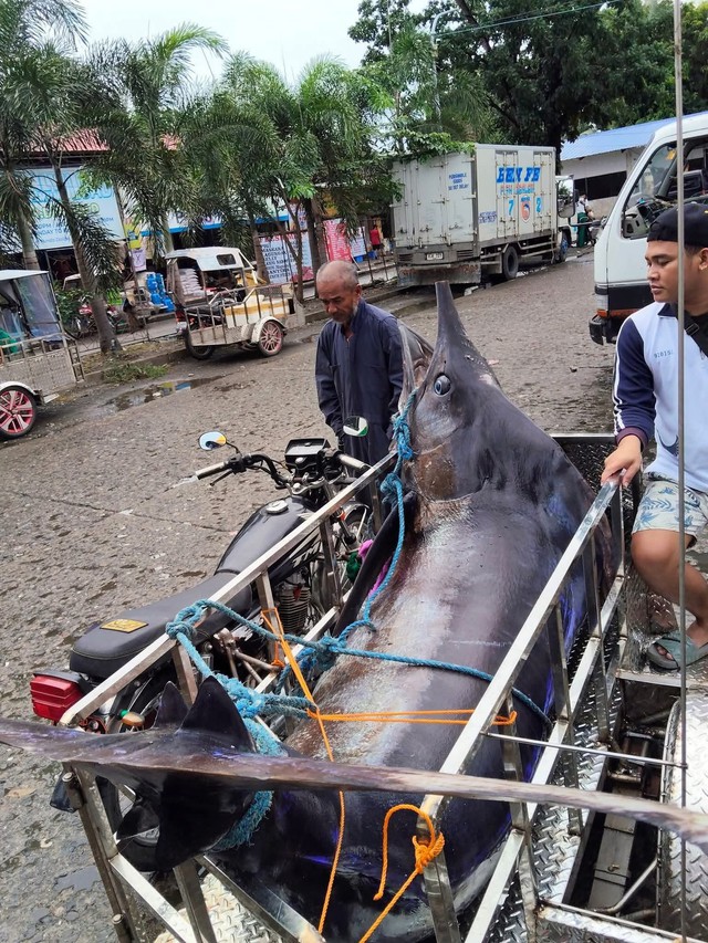 Ngư dân vật lộn nghẹt thở với "thủy quái" nặng 500kg, dài 4,6 mét: Thấy cảnh này cả bãi biển nín lặng - Ảnh 3.