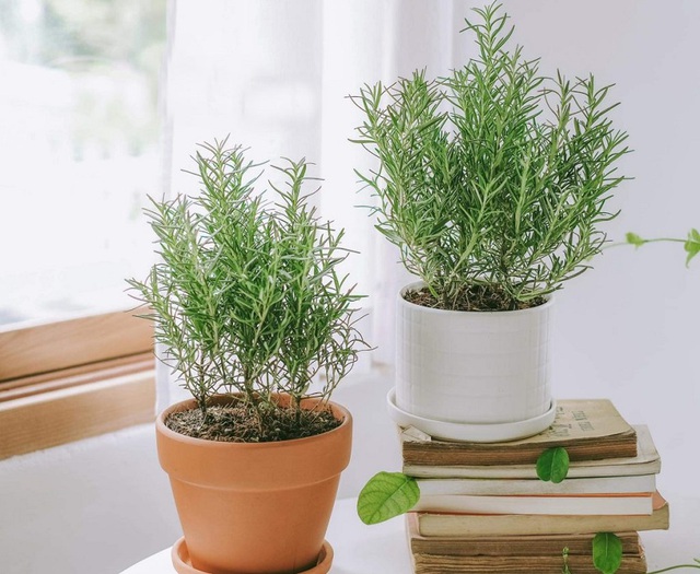 3 loại cây vừa đuổi rắn, vừa trấn trạch, mang lại phong thủy tốt không ngờ cho gia chủ - Ảnh 2.