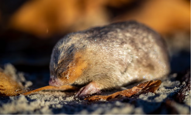 Đưa chó săn vào cuộc, chuyên gia không ngờ lại tìm thấy loài vật từng bị tuyên bố tuyệt chủng gần 90 năm - Ảnh 1.