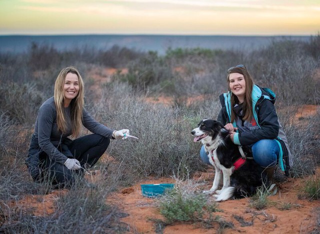 Đưa chó săn vào cuộc, chuyên gia không ngờ lại tìm thấy loài vật từng bị tuyên bố tuyệt chủng gần 90 năm - Ảnh 2.