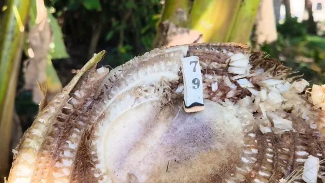 Cây chuối trong làng bỗng xuất hiện hiện tượng lạ, người dân xôn xao "chưa từng thấy bao giờ" - Ảnh 2.