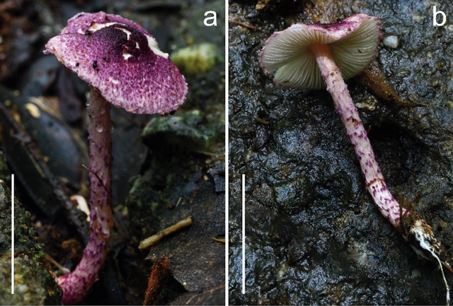 - Ảnh 1. - Ảnh 1.