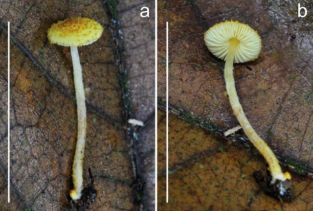 - Ảnh 2. - Ảnh 2.