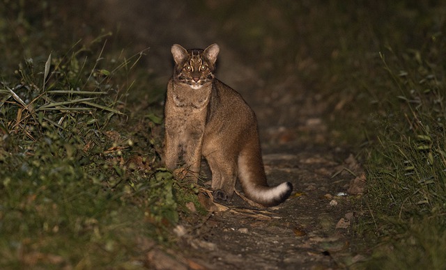 Đặt 120 bẫy ảnh, sau hơn 2 tháng chuyên gia bất ngờ phát hiện loài vật hiếm từng vắng bóng nhiều năm - Ảnh 4.